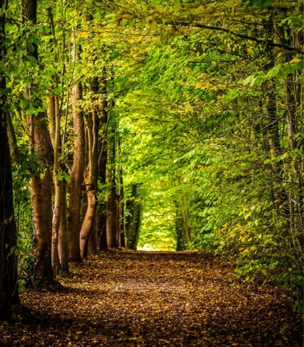 Motiv mit einem Waldweg, der mit Laub bedeckt ist.